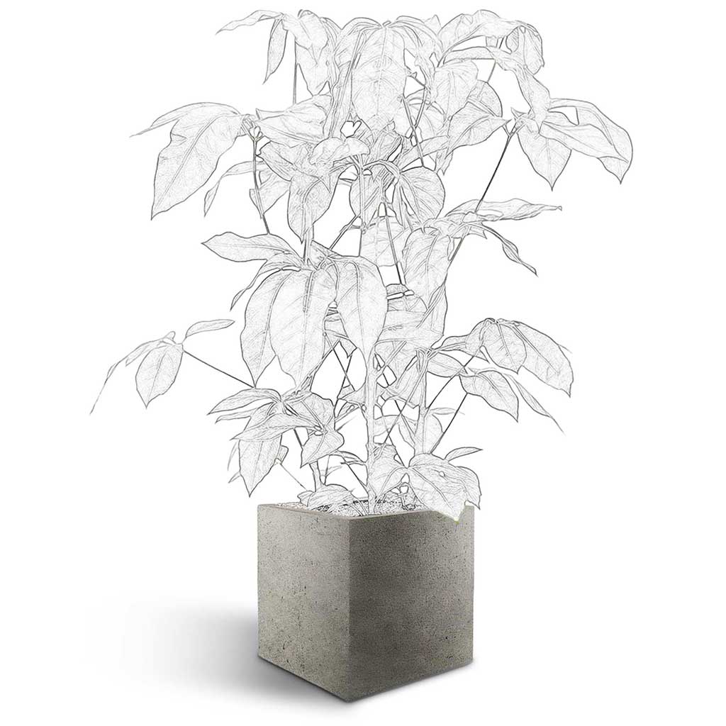 Grigio Cube Planter  - Large Plant Display