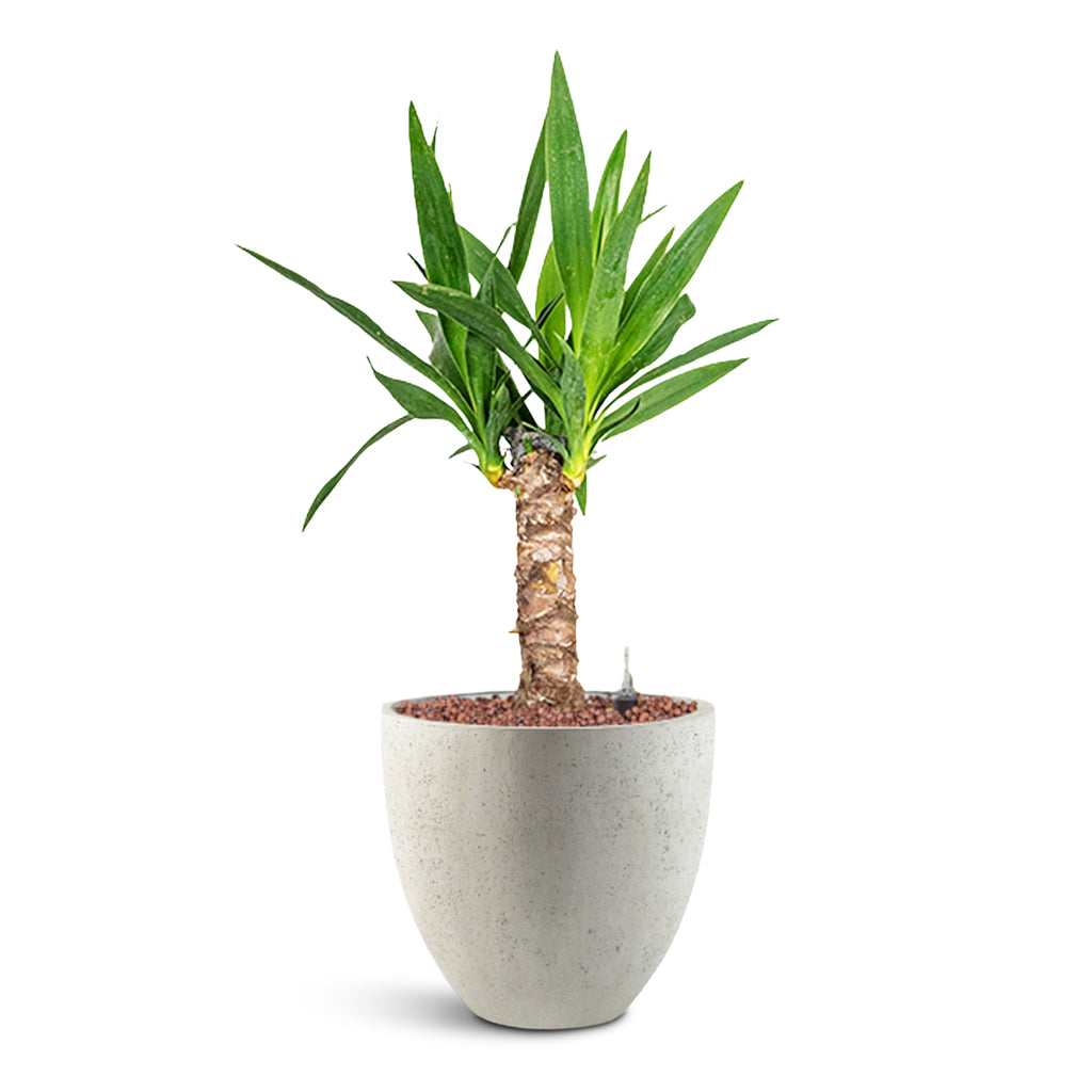 Grigio Egg Pot - Large Plant Display