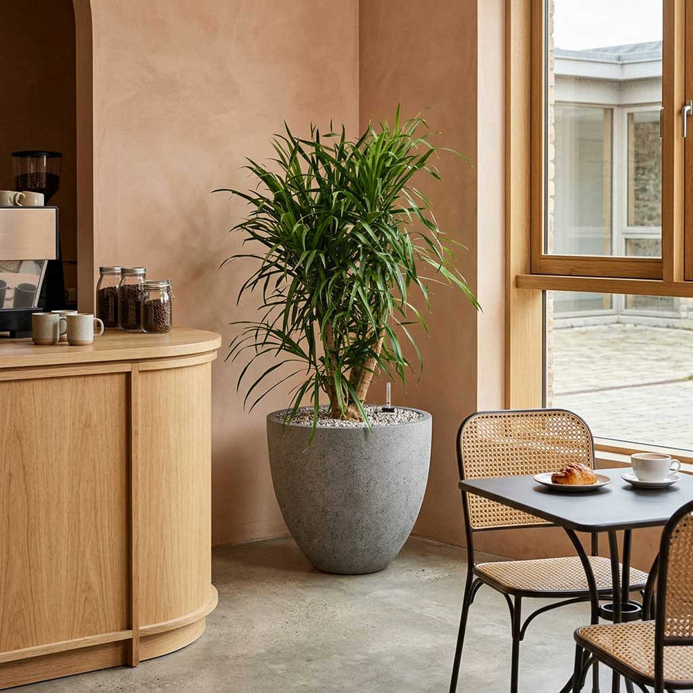 Dracaena Anita in Grigio Egg Pot Planter - Natural Concrete