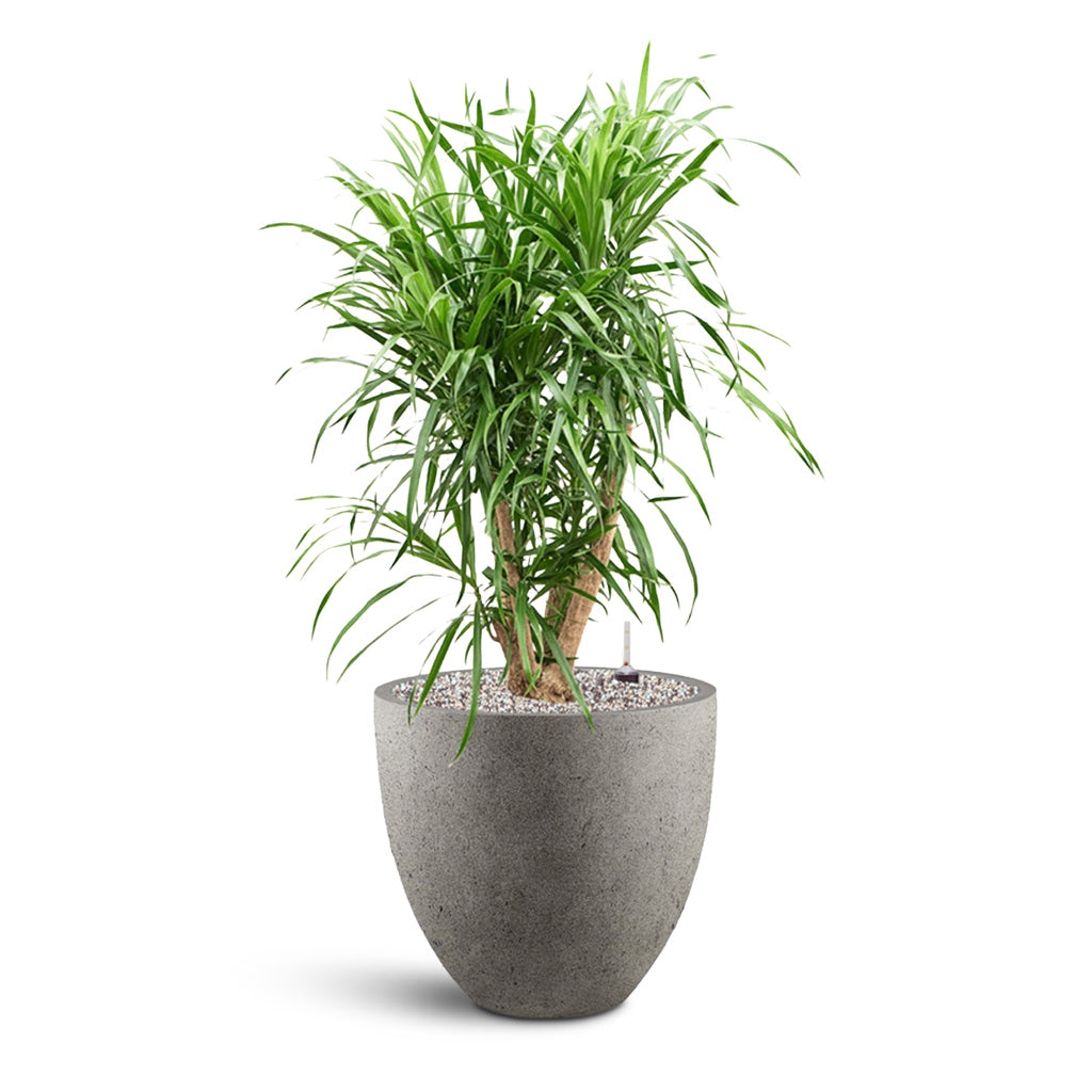 Grigio Egg Pot - XL Plant Display
