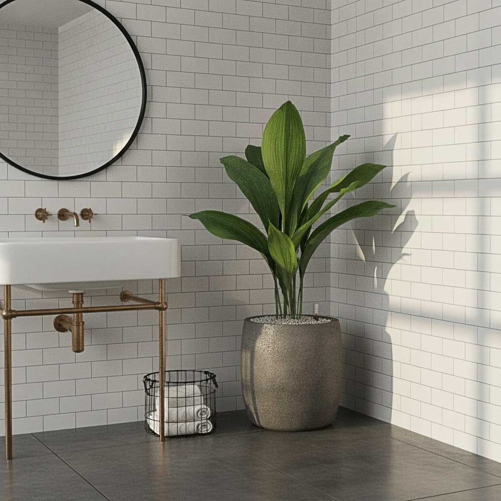 Aspidistra - Cast Iron Plant - HydroCare in Grigio Modern Planter - Natural Concrete