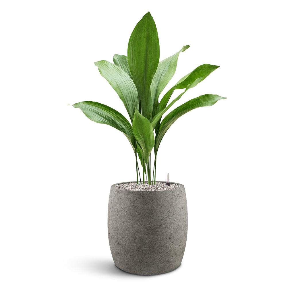 Grigio Modern Planter - XL Plant Display