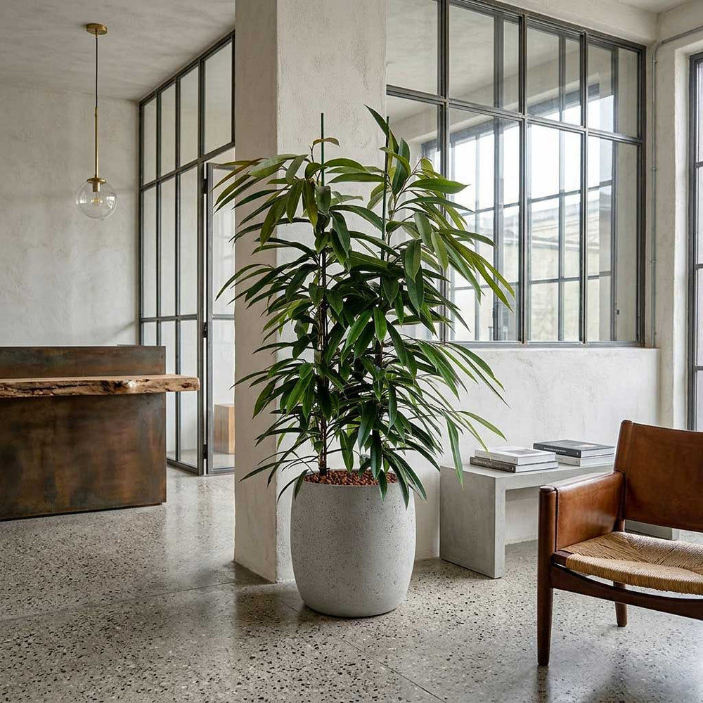 Ficus Amstel King - HydroCare in Grigio Modern Planter - Antique White 