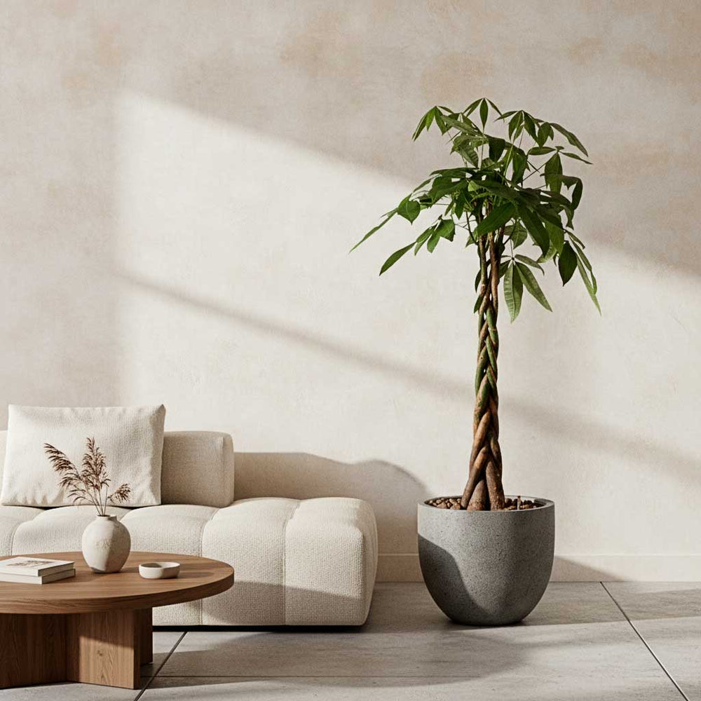 Pachira aquatica - HydroCare in Grigio New Egg Pot Planter - Natural Concrete
