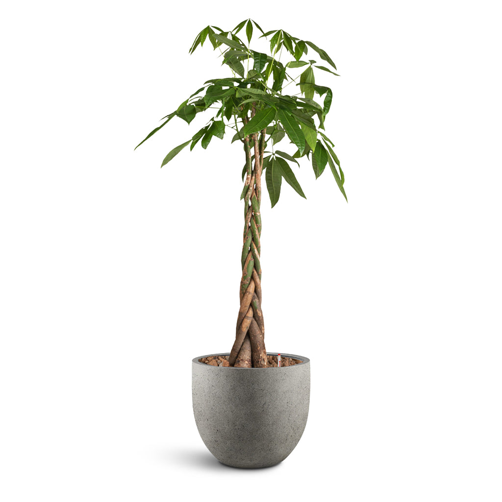 Grigio New Egg Pot - Large Plant Display