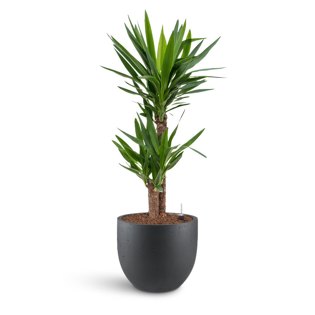 Grigio New Egg Pot - Large Plant Display