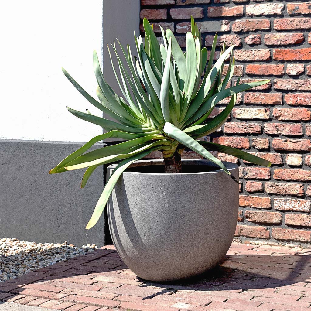 Grigio New Egg Pot Planter - Natural Concrete Outdoors