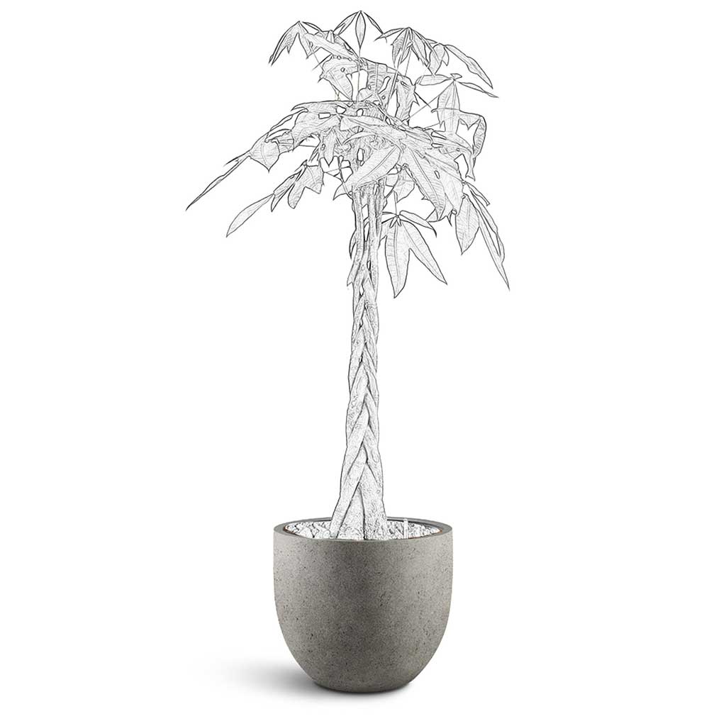 Grigio New Egg Pot - Large Plant Display