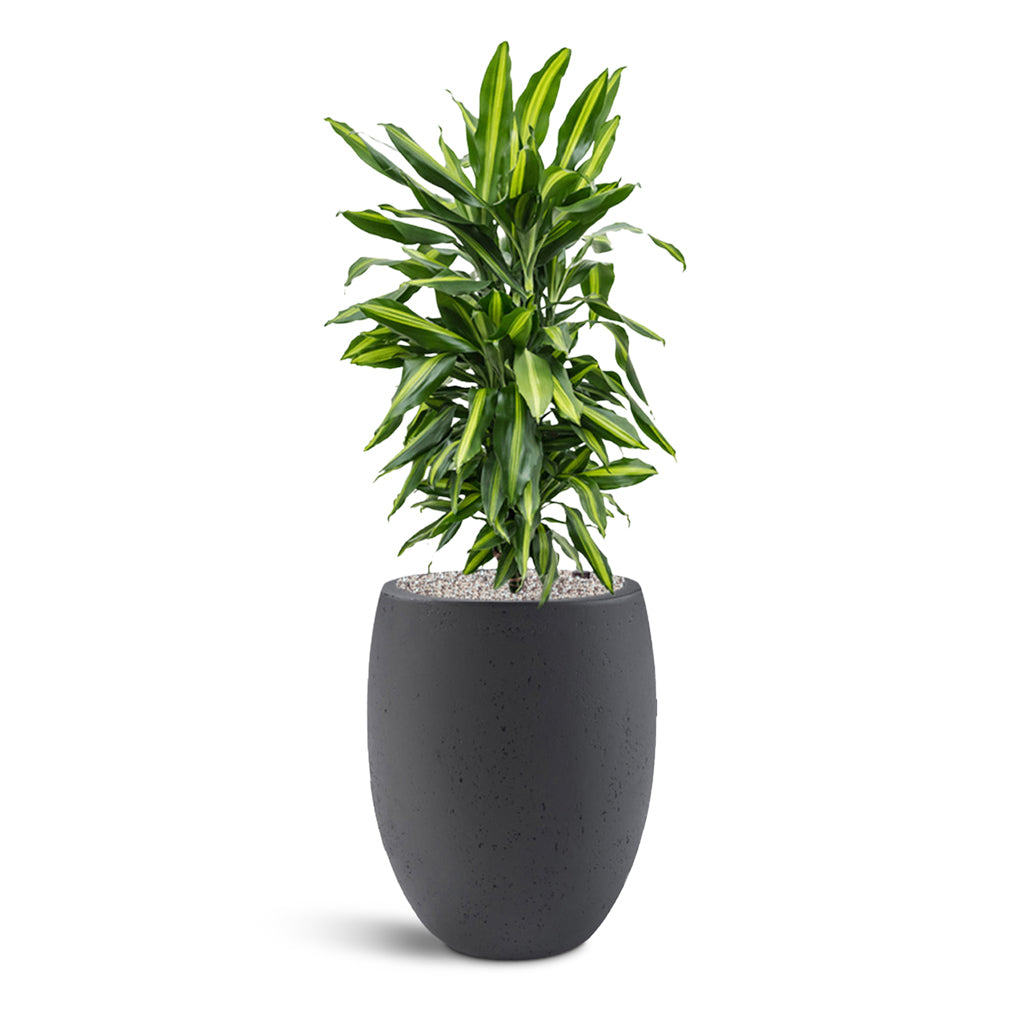 Grigio Tall Balloon - Large Plant Display