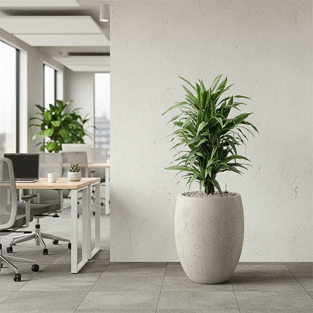 Dracaena Fragrans in a Grigio Tall Balloon Planter - Antique White Concrete