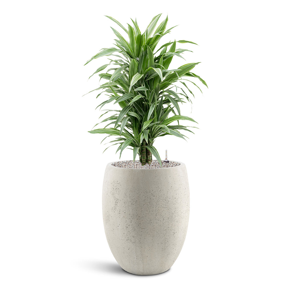 Grigio Tall Balloon - Large Plant Display