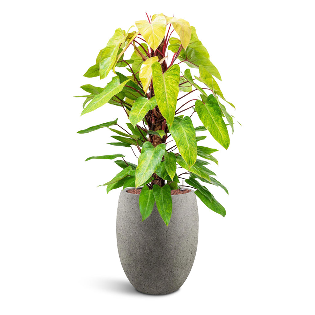 Grigio Tall Balloon - XL Plant Display