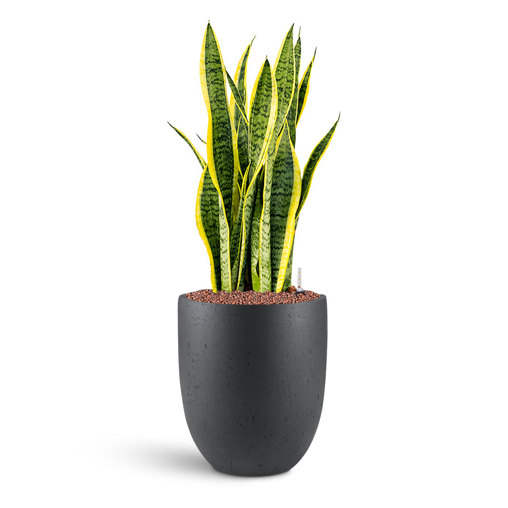 Grigio Tall Egg Pot - Large Plant Display