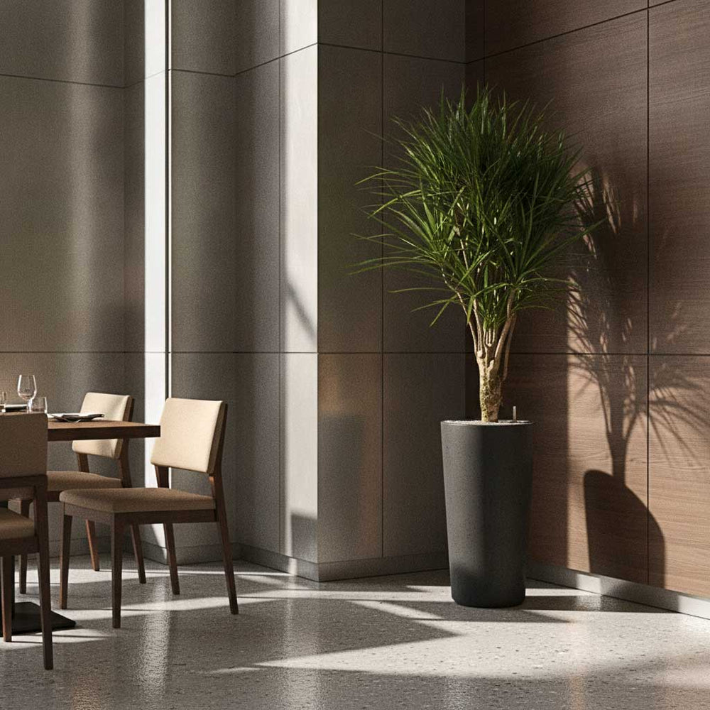 Dracaena marginata Red Edged - Branched in Grigio Tall Partner Planter - Anthracite Concrete