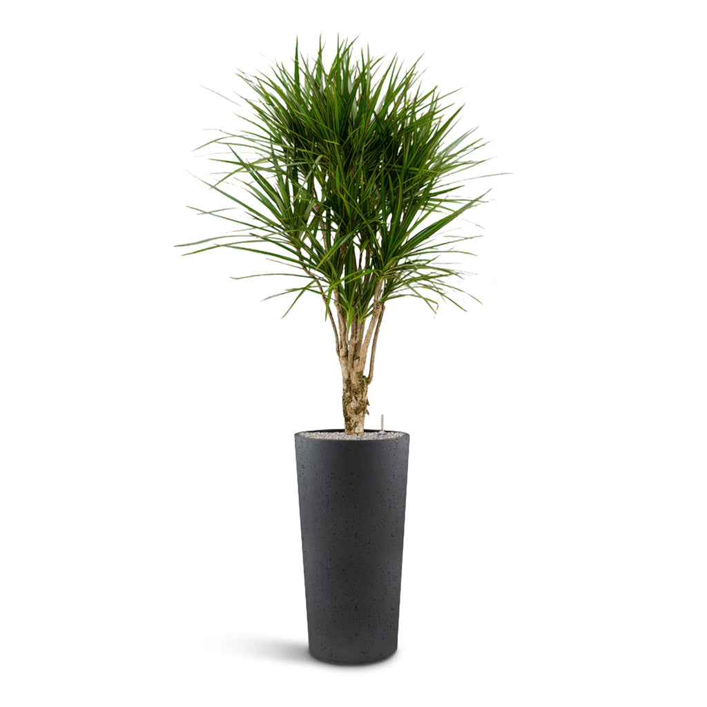 Grigio Tall Partner Planter - XL Plant Display