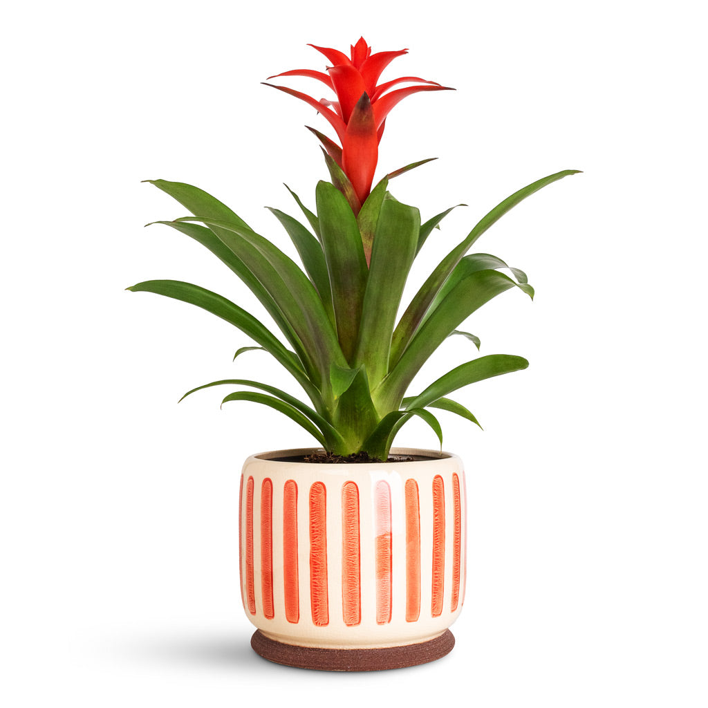 Guzmania Calypso Starlight Red Bromeliad - 12x45cm & Moon Plant Pot Jungle - 19x16cm