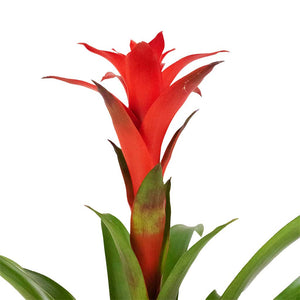 Guzmania Calypso - Starlight Red Bromeliad Close Up