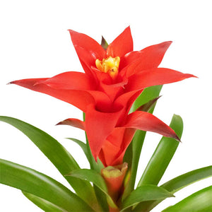 Guzmania Calypso - Starlight Red Bromeliad Flower