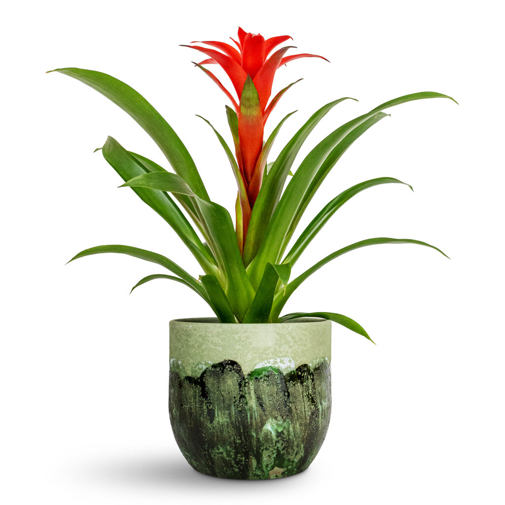 Guzmania Calypso Starlight Red Bromeliad - 12x45cm &amp; Moon Plant Pot Jungle - 19x16cm