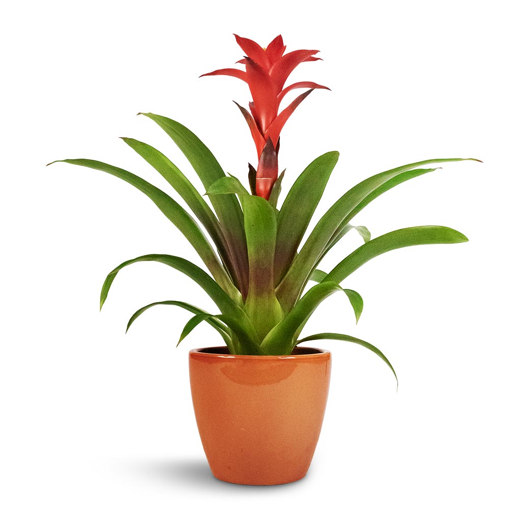 Guzmania Calypso - Starlight Red Bromeliad &amp; Sven Plant Pot - Mandarin