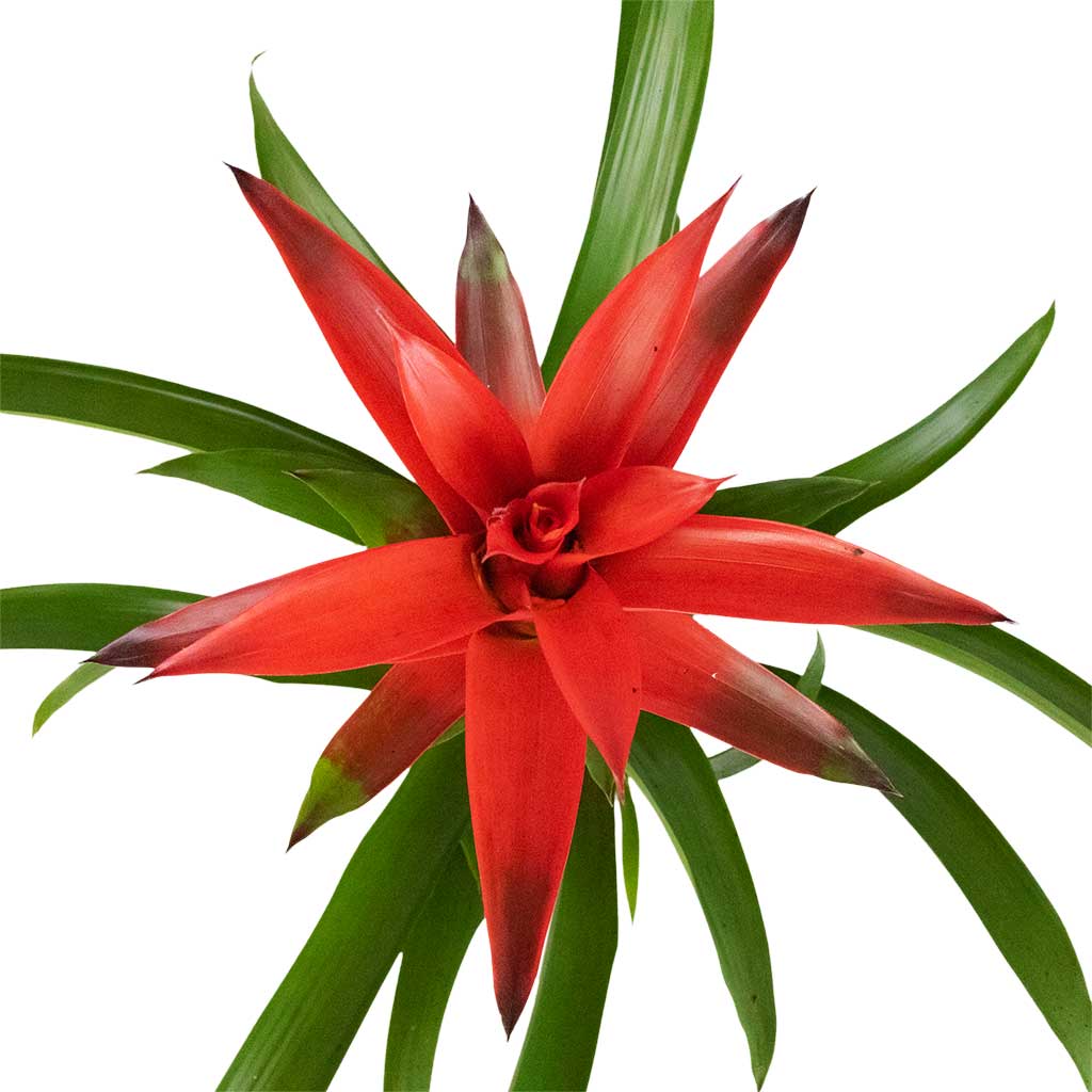 Guzmania Lingulata - Amaretto Red Bromeliad