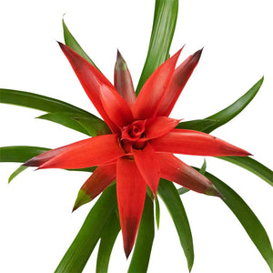 Guzmania Lingulata - Amaretto Red Bromeliad Above