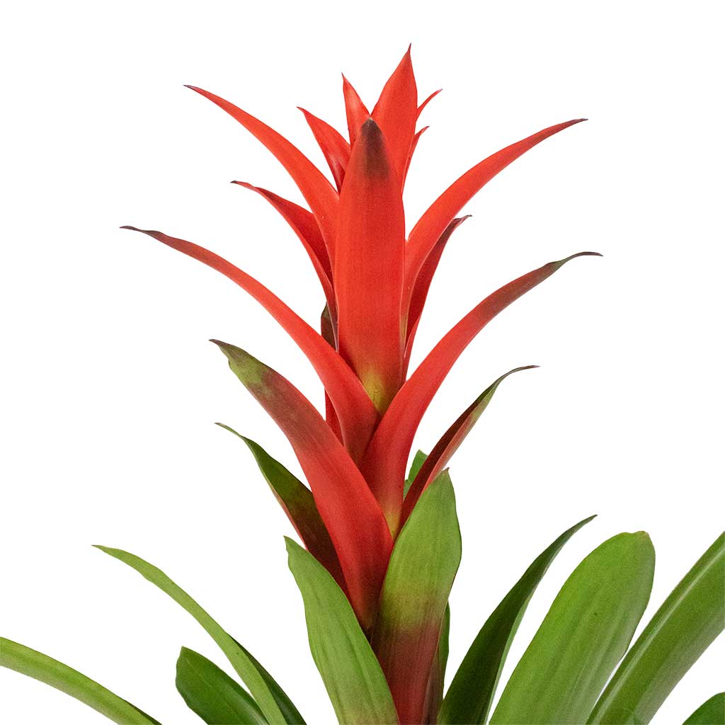 Guzmania Lingulata - Amaretto Red Bromeliad Flower