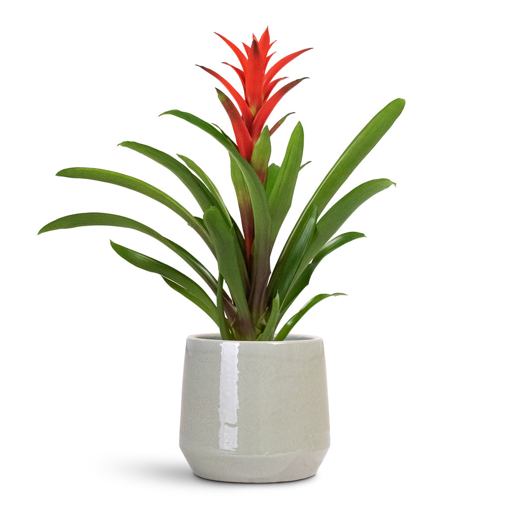 Guzmania Lingulata Amaretto Red Bromeliad 13x55cm house plant in Common Pot Shiny Olive 19x17cm