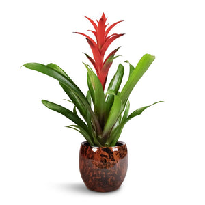 Guzmania Lingulata - Amaretto Red Bromeliad & Kae Plant Pot - Cayenne