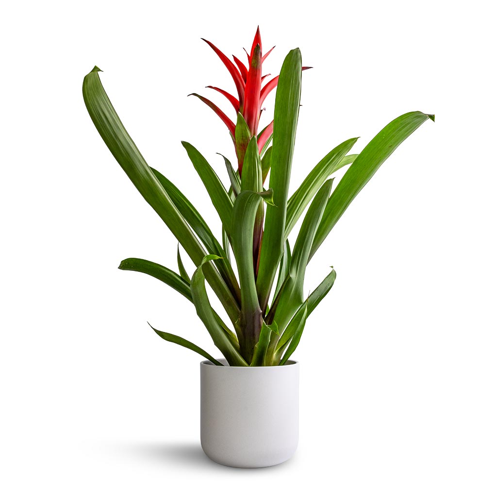 Guzmania Lingulata - Amaretto Red Bromeliad & Lisbon Plant Pot - White