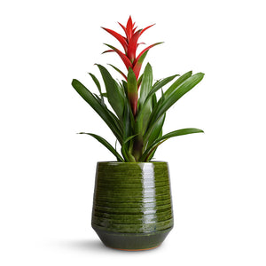 Guzmania Lingulata - Amaretto Red Bromeliad & Remi Plant Pot - Green