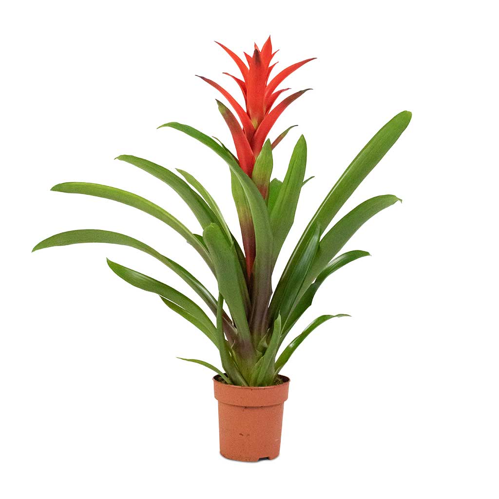 Guzmania Lingulata Plants - Amaretto Red Bromeliad | Hortology