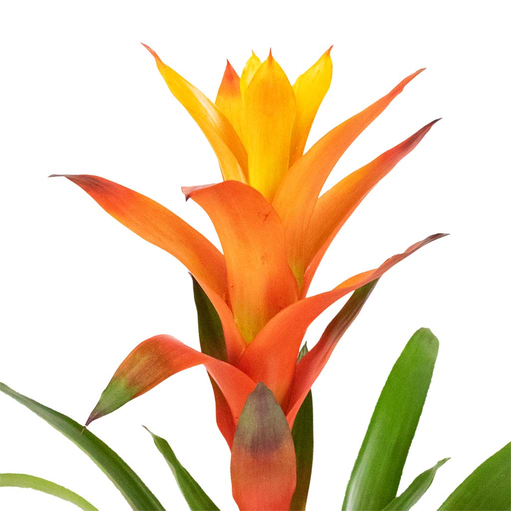 Guzmania Variada - Jazz Orange Bromeliad Close Up