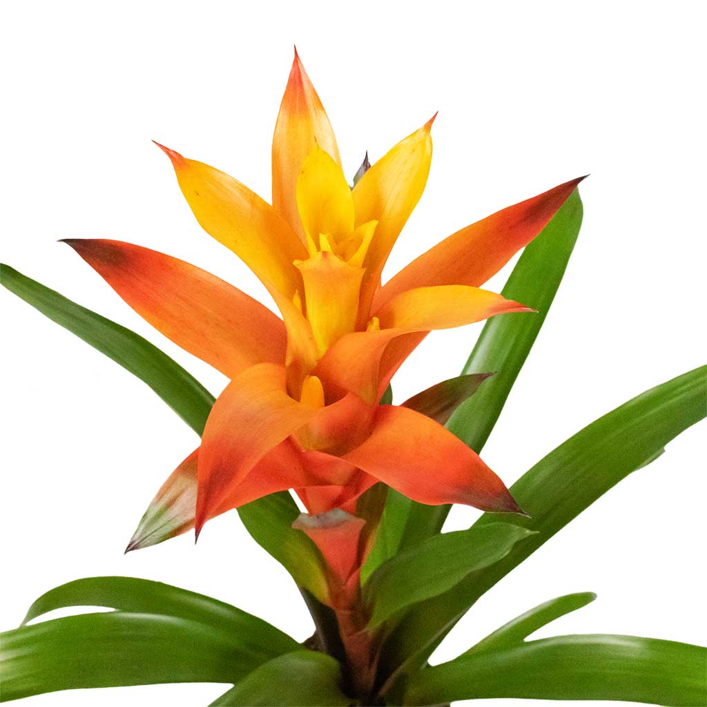Guzmania Variada - Jazz Orange Bromeliad Flower