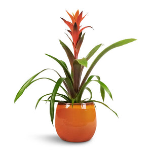 Charlotte Plant Pot - Orange