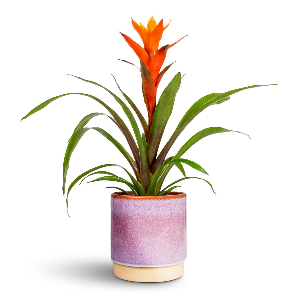 Guzmania Variada - Jazz Orange Bromeliad