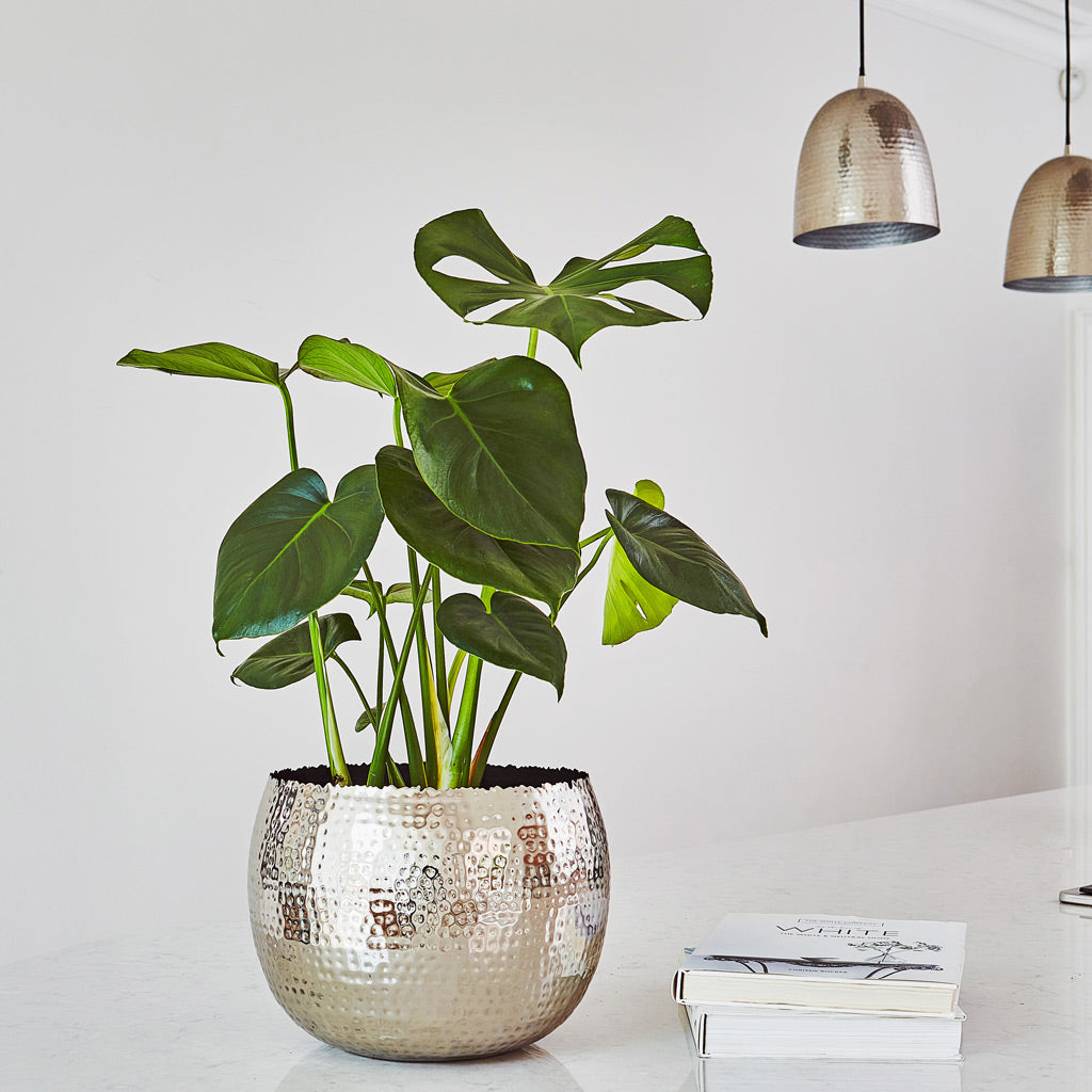 Hammered Bowl - Nickel with Black