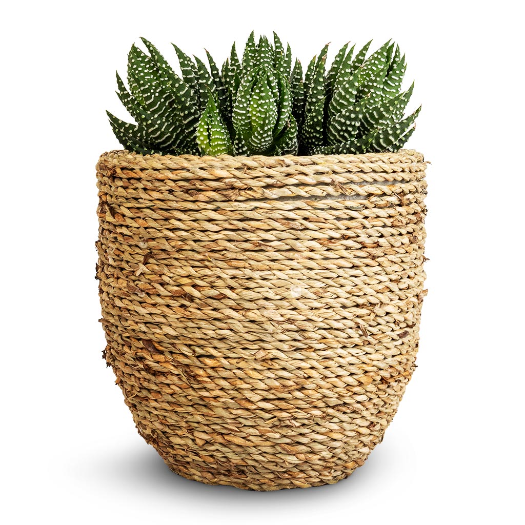 Haworthia Zebrina & Cody Plant Pot - Straw Grass