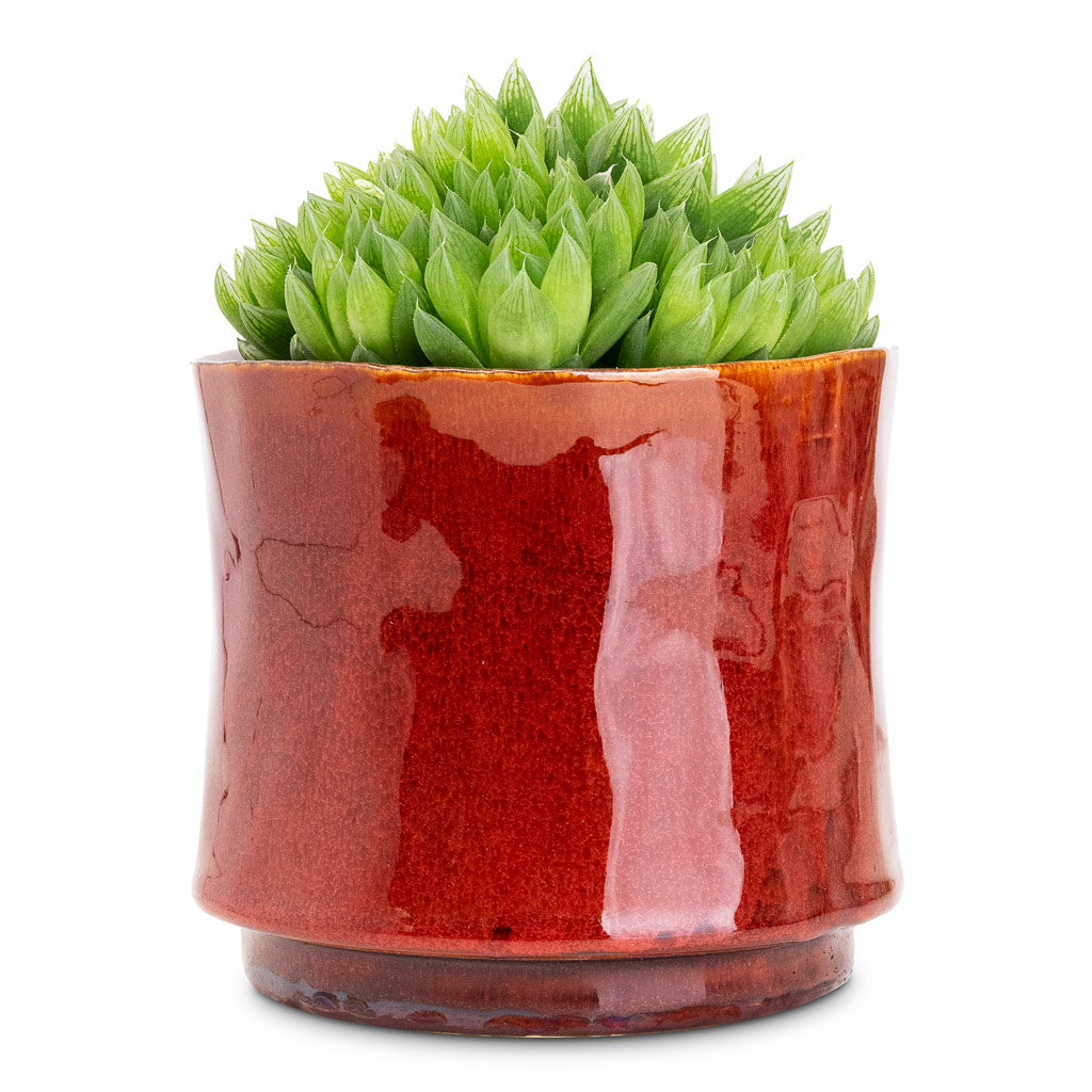 Haworthia cooperi - 10.5x16cm In Nolan Pot Red - 14x12cm