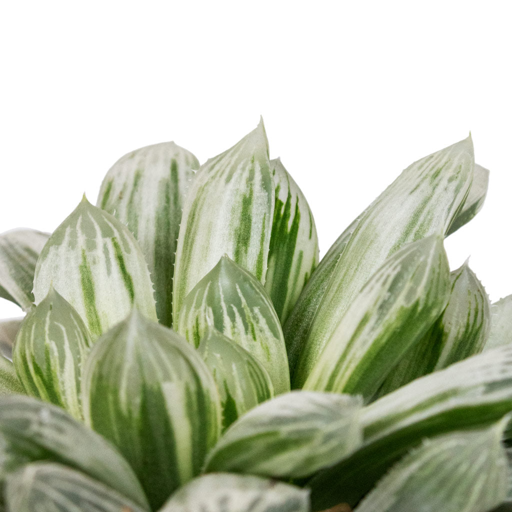 Haworthia cooperi Close Up Image