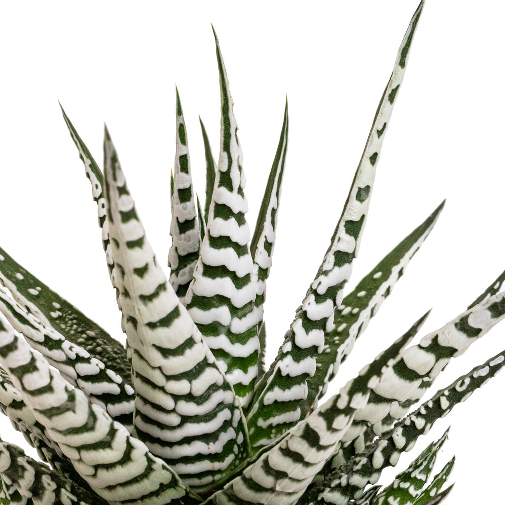 Haworthia fasciala Alba Details