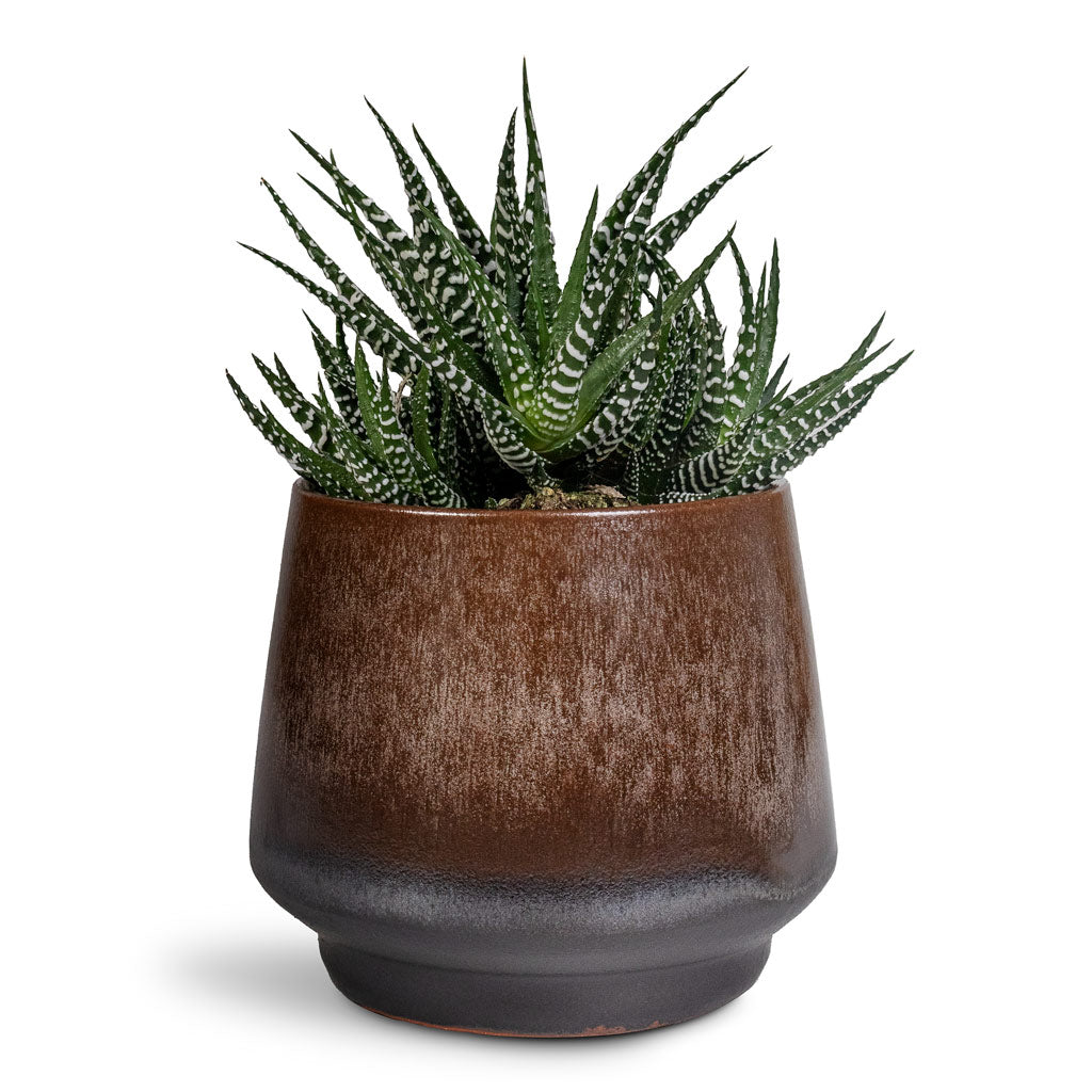 Haworthia fasciala Big Band 10.5x17cm & Noaz Plant Pot - Coffee 15x13cm