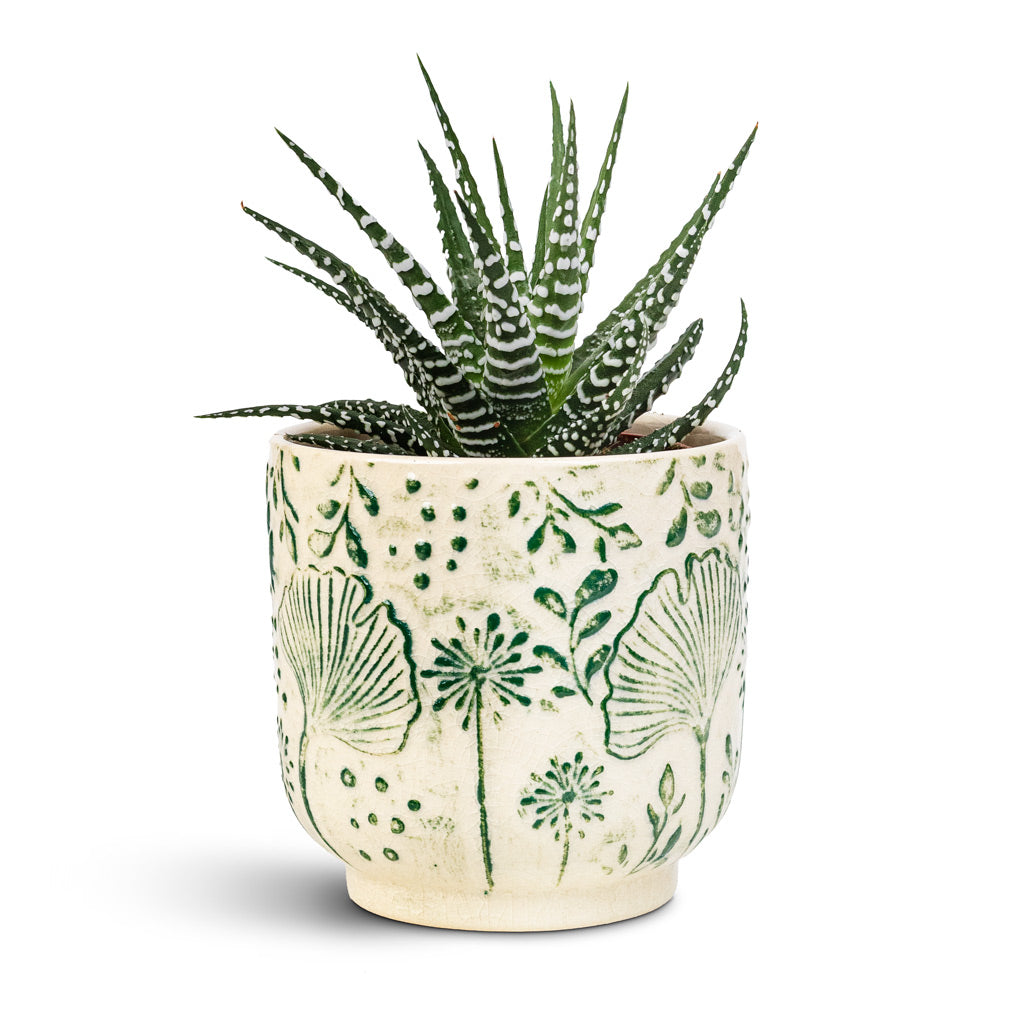 Haworthia fasciala Big Band 8.5x14cm Emilia Pot Green 11x11cm