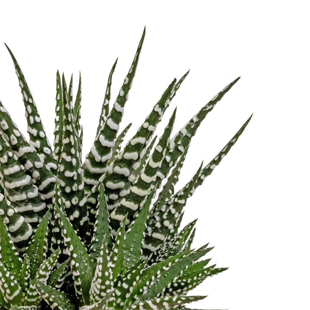 big band succulent Haworthia fasciala Big Band - Quality Succulents | Hortology