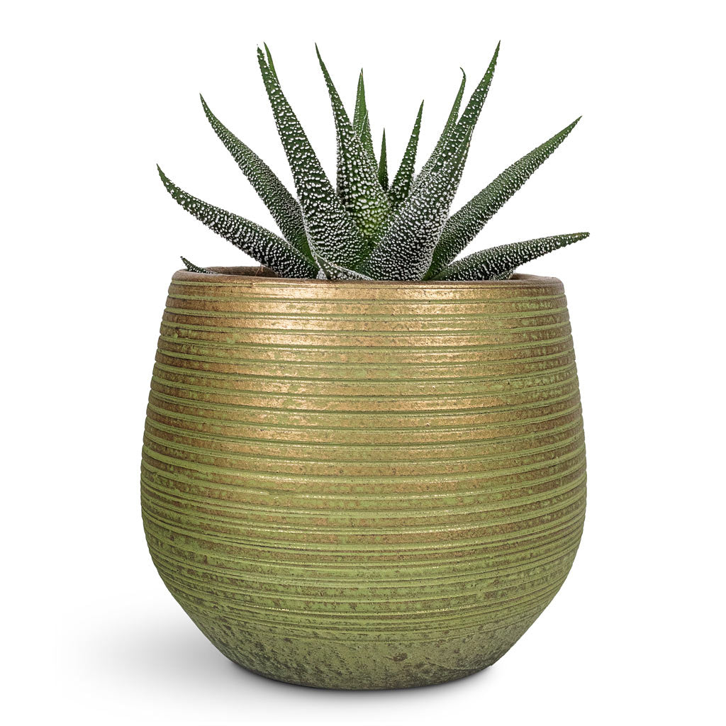 Haworthia fasciala Concolor - 10.5x17cm In Lydia Plant Pot Shiny Green - 15x13cm