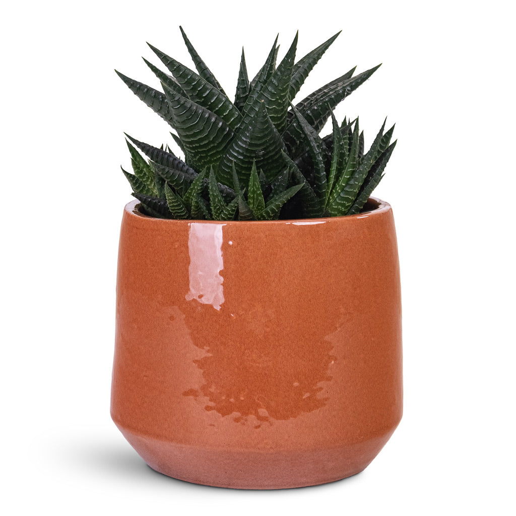 Haworthiopsis limifolia Fairy Washboard 10.5x15cm House Plant In Common Pot Shiny Brick 15x13cm