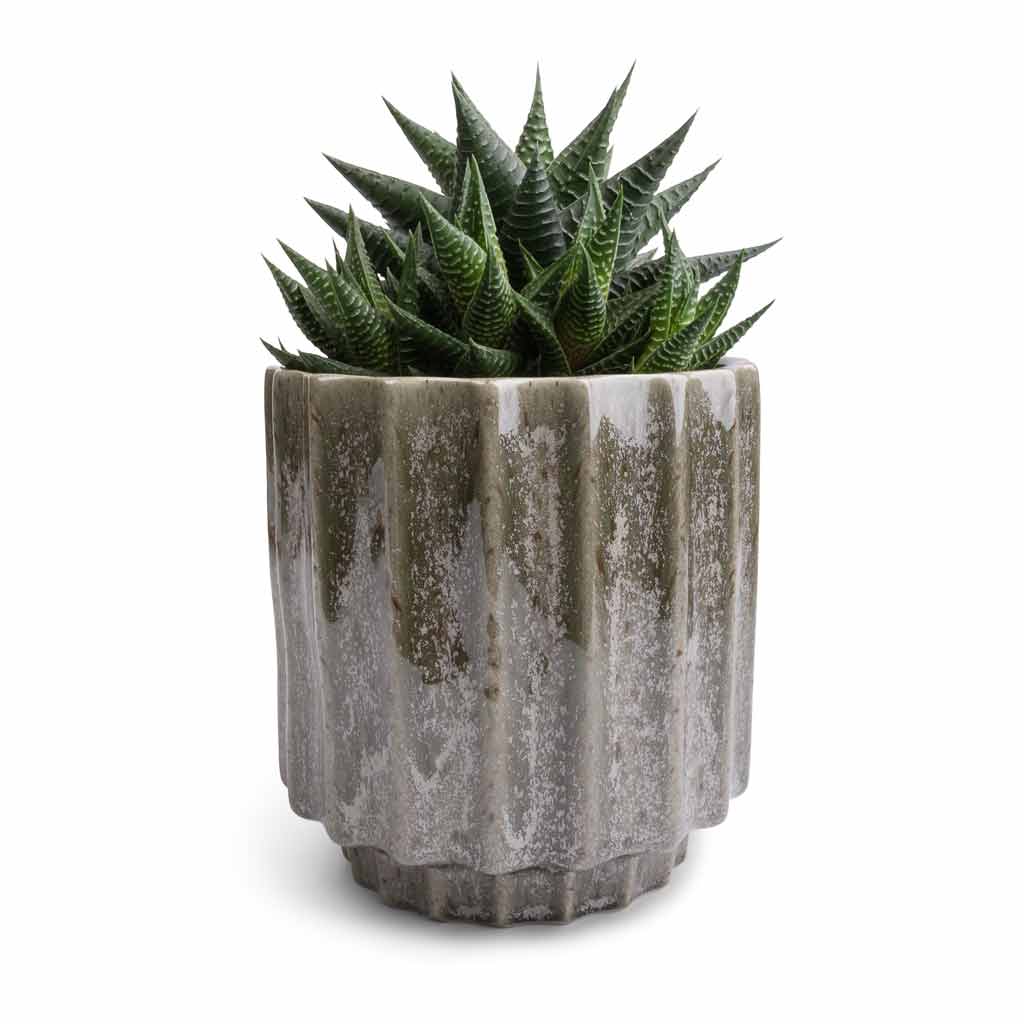 Haworthiopsis limifolia - Fairy Washboard &amp; Lugano Scalloped Plant Pot - Green