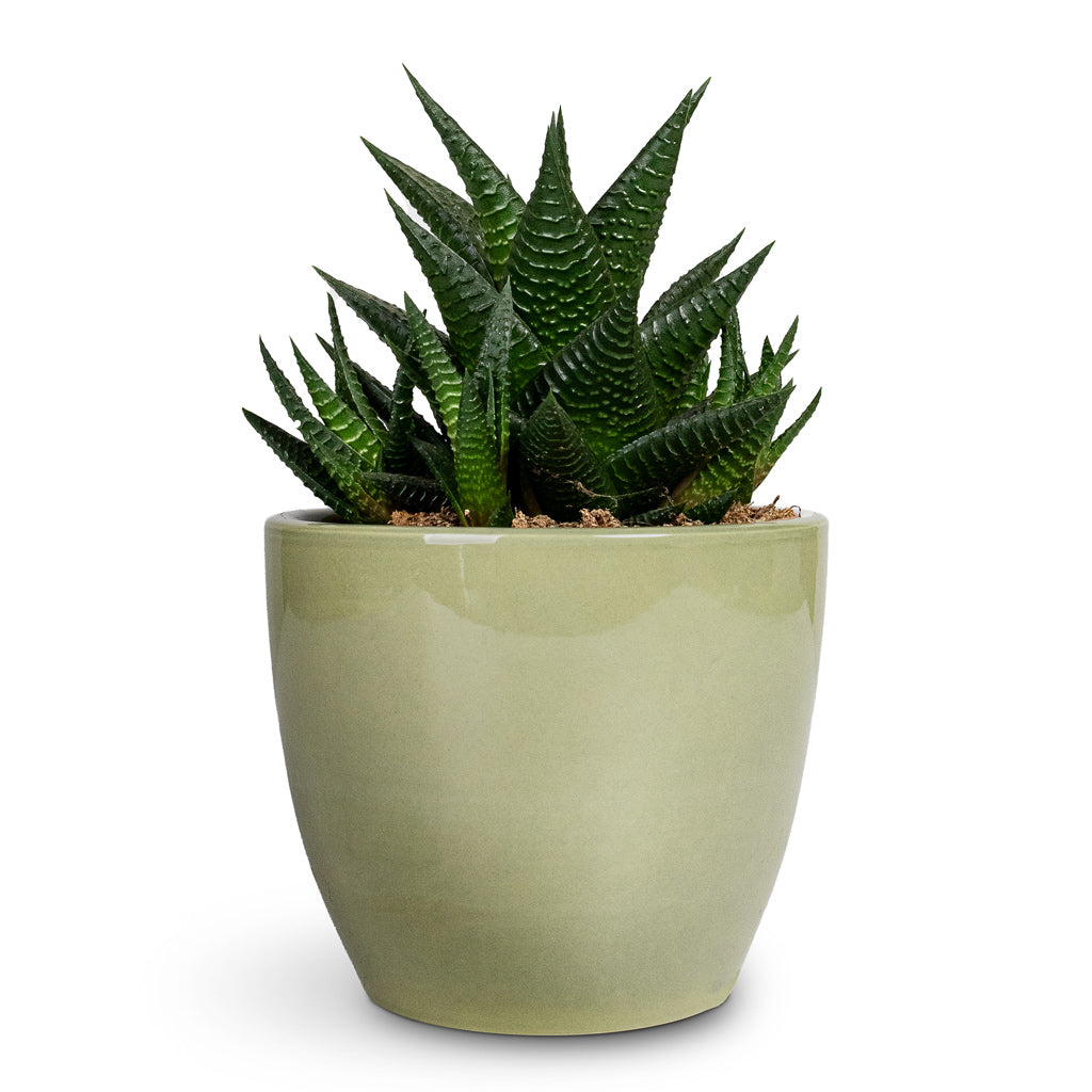 Haworthiopsis limifolia Fairy Washboard - 10.5x15cm In Sven Plant Pot Mint - 13x11cm