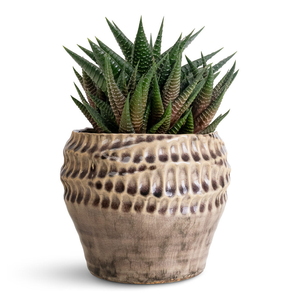 Haworthiopsis limifolia - Fairy Washboard & Lugano Scalloped Plant Pot - Green