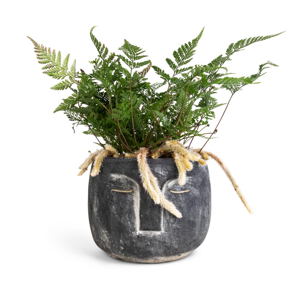 Head Plant Pot - Anthracite & Humata tyermannii - White Rabbit's Foot Fern